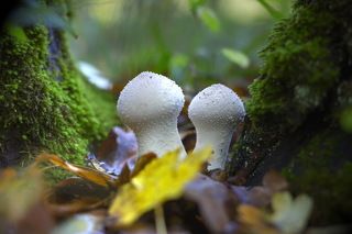 Последние грибы уходящей осени.