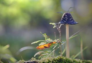 Последние грибы уходящей осени.