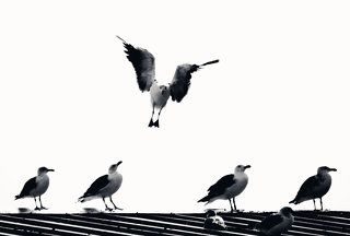 Waiting for their fish, Howth Harbour, 2017