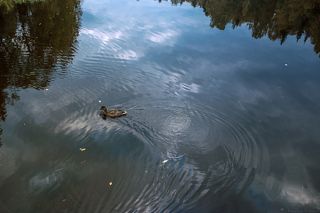 Пожалуй, только уточки иногда могли нарушить тишину