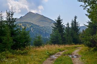 Дорога к вершине Поп Иван мармаросский 1936,2 м. Находится на границе Украины и Румынии.