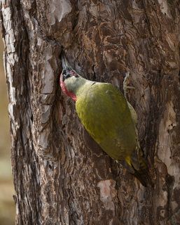 Обитает главным образом в широколиственных лесах, садах, парках