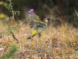 Его излюбленной пищей считаются живущие на земле муравьи и их куколки, которых птица извлекает из муравейника своим длинным 10-сантиметровым липким языком