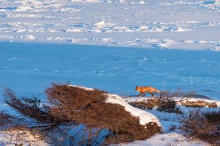 Поэтому спустилась к морю и пошла к стану