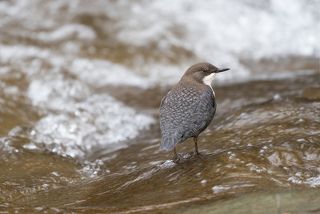 Оляпка - возлеводный житель