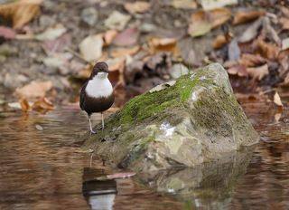 Всю жизнь, глядящий на воду
