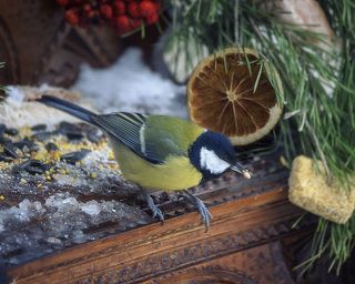 Синичка по зернышку клюет