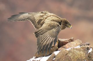 Канюк.(Buteo buteo)