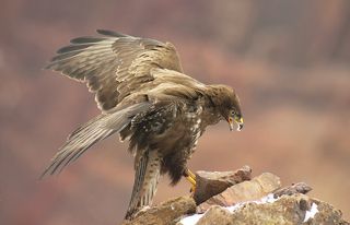 Канюк.(Buteo buteo)