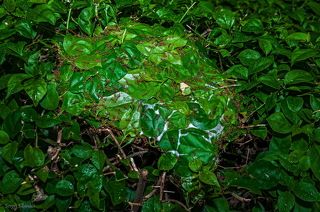 Общий вид гнезда муравьев - портных