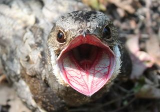 Обыкновенный козодой