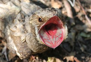 Обыкновенный козодой