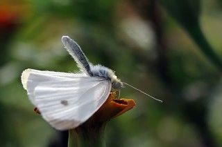 готов служить...