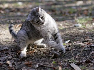 Кошкин футбол