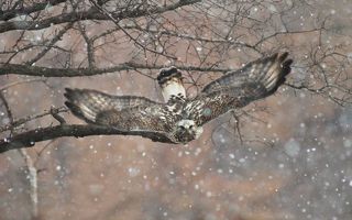 Зимняк (Buteo lagopus).