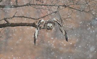 Зимняк (Buteo lagopus).