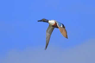 Широконоска