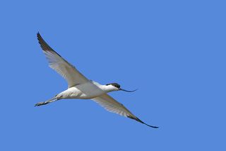 Шилоклювка