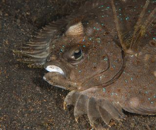 А это - хозяин