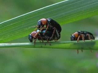 Третий не лишний