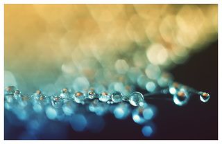 2. золотая рыбка