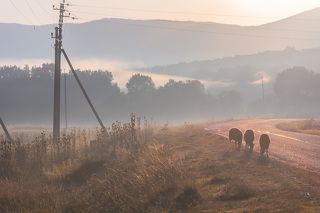 Как три тополя...
