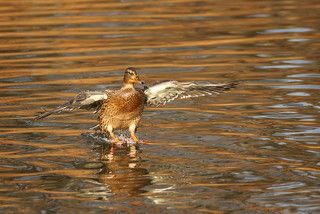 Приводнение