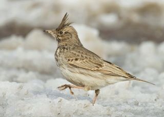 Хохлатый жаворонок