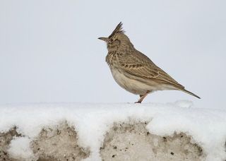 Хохлатый жаворонок