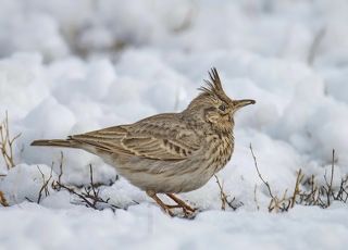 Хохлатый жаворонок