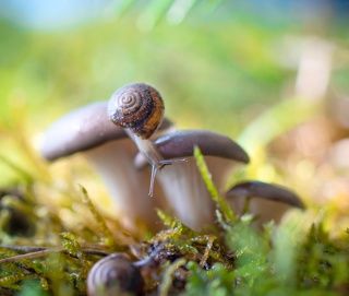 Где же ты? Может под грибочком?