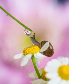 Славная капелька!!!!