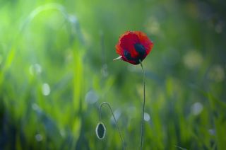 Мвки Закавказья