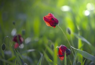 Мвки Закавказья