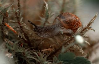 Улиточкина жизнь