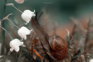 Улиточкина жизнь