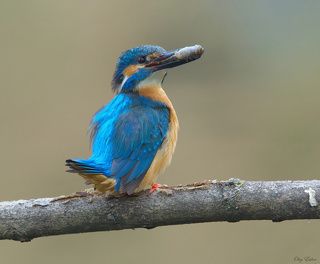 Добытчик. Взрослый самец