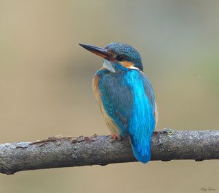 Взрослая самка