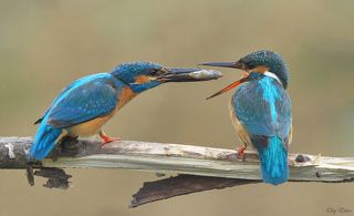 Ритуальное кормление