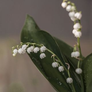 Макро, снято на гелиос-44-2