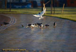 Теперь птицы - главные посетители парка...