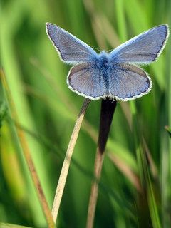 бабочка Голубянка Икар