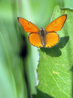 бабочка Червонец Непарный