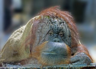 Обитатель зоопарка с самым грустным и разумным взглядом.