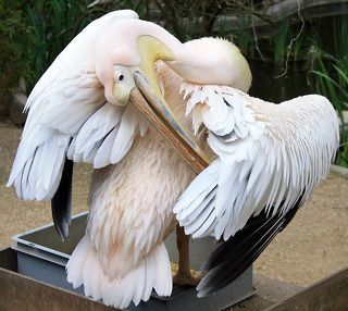 Птица-акробат :)