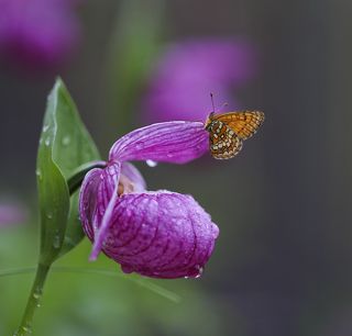 Башмачок и шашечница