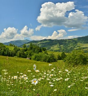Ромашки Карпат