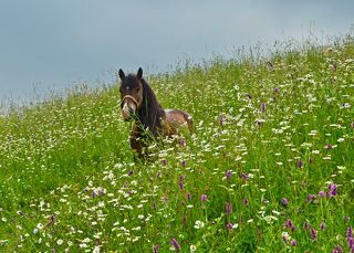 Затерялся в разнотравье