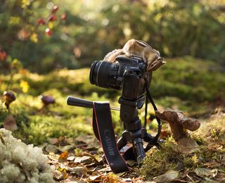 Так вот откуда птичка вылетает!