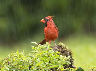 Northern Cardinal male - Красный кардинал самец